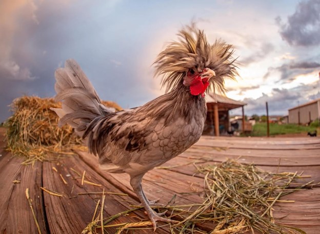 2025 Overall Winner - Breanne Lucero - The Watchful Rooster - Socorro County